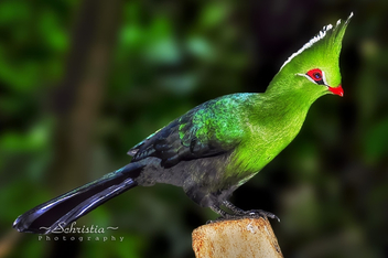 Knysna Turaco (DSC_0131R) - бесплатный image #286285
